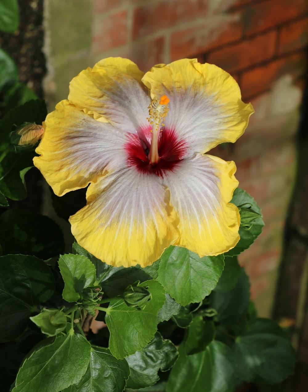 Photo of Tropical Hibiscus (Hibiscus rosa-sinensis 'Fifth Dimension') uploaded by skylark