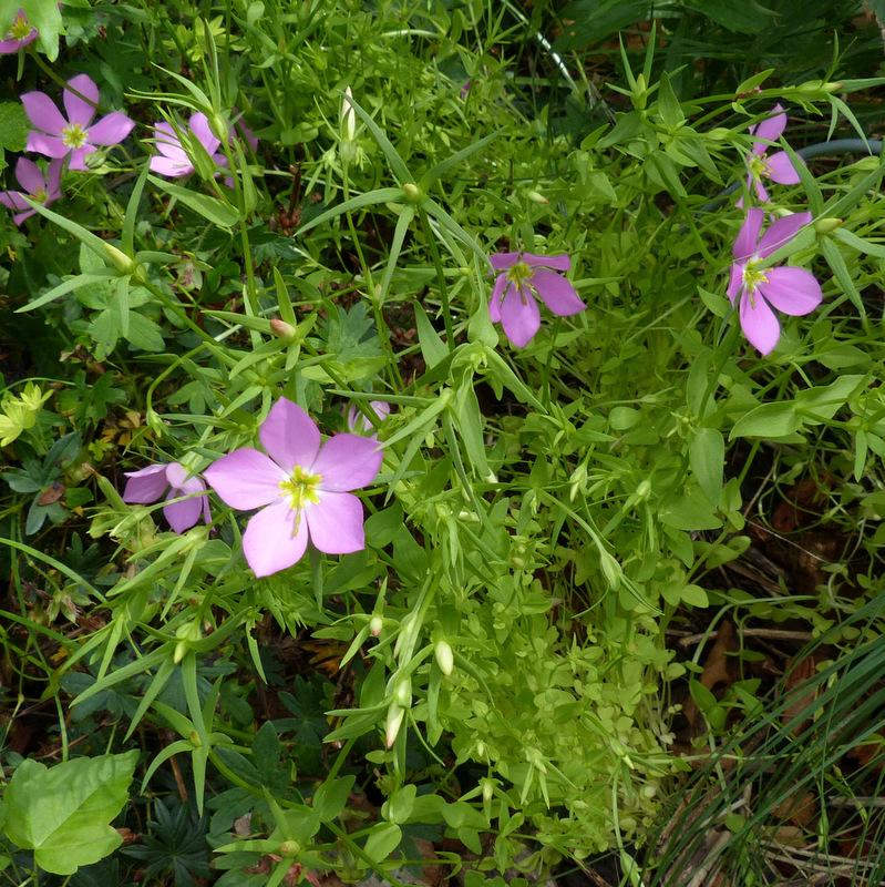 Photo of Meadow Pink (Sabatia campestris) uploaded by molanic