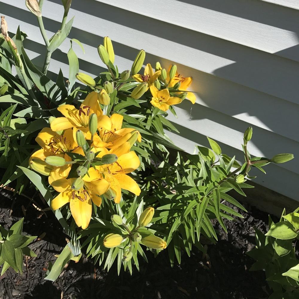 Photo of Daylilies (Hemerocallis) uploaded by Michelezie