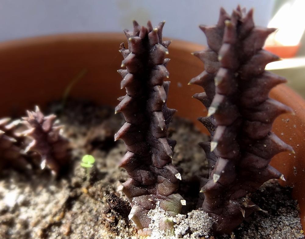 Photo of Lifesaver Plant (Ceropegia zebrina subsp. zebrina) uploaded by Orsola