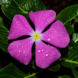 Location: Botanical Gardens of the State of Georgia...Athens, Ga
Date: 2017-09-08
Purple Periwinkle 004