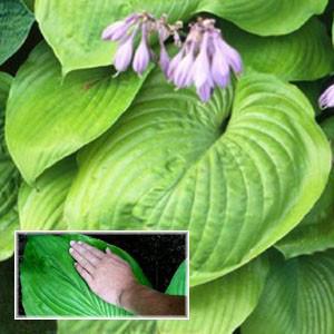 Photo of Hosta 'Sum and Substance' uploaded by Lalambchop1