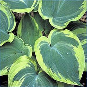 Photo of Hosta 'Earth Angel' uploaded by Lalambchop1