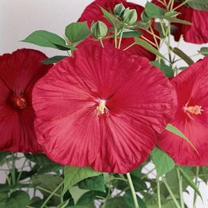 Photo of Hybrid Hardy Hibiscus (Hibiscus Luna™ Red) uploaded by Lalambchop1