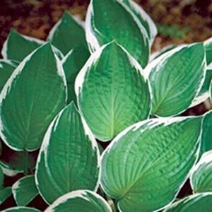 Photo of Hosta 'Francee' uploaded by Lalambchop1