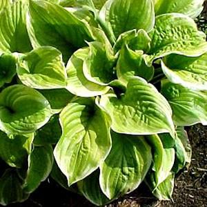 Photo of Hosta 'Fragrant Bouquet' uploaded by Lalambchop1