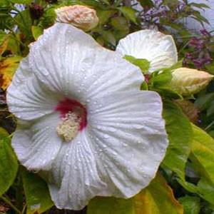 Photo of Hybrid Hardy Hibiscus (Hibiscus Luna™ White) uploaded by Lalambchop1