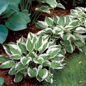 Photo of Hosta 'Patriot' uploaded by Lalambchop1