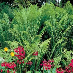 Photo of Ostrich Fern (Matteuccia struthiopteris) uploaded by Lalambchop1