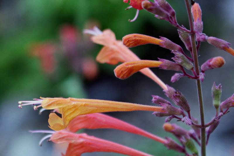 Photo of Orange Hummingbird Mint (Agastache aurantiaca) uploaded by RuuddeBlock