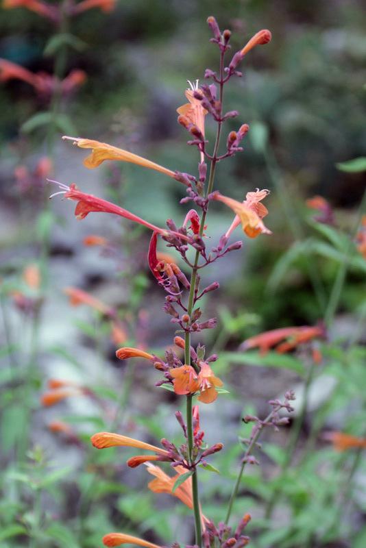 Photo of Orange Hummingbird Mint (Agastache aurantiaca) uploaded by RuuddeBlock