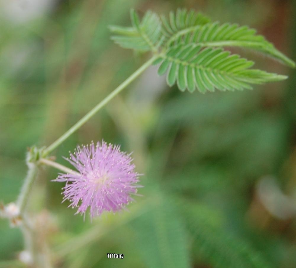 Photo of Sensitive Plant (Mimosa pudica) uploaded by purpleinopp