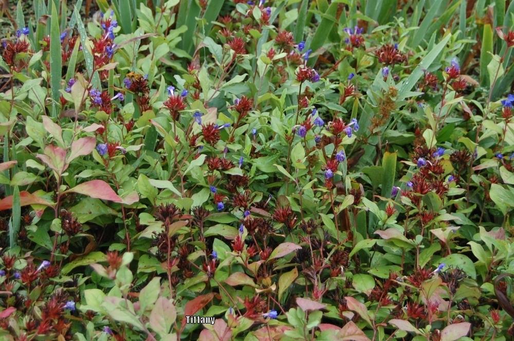 Photo of Leadwort (Ceratostigma plumbaginoides) uploaded by purpleinopp