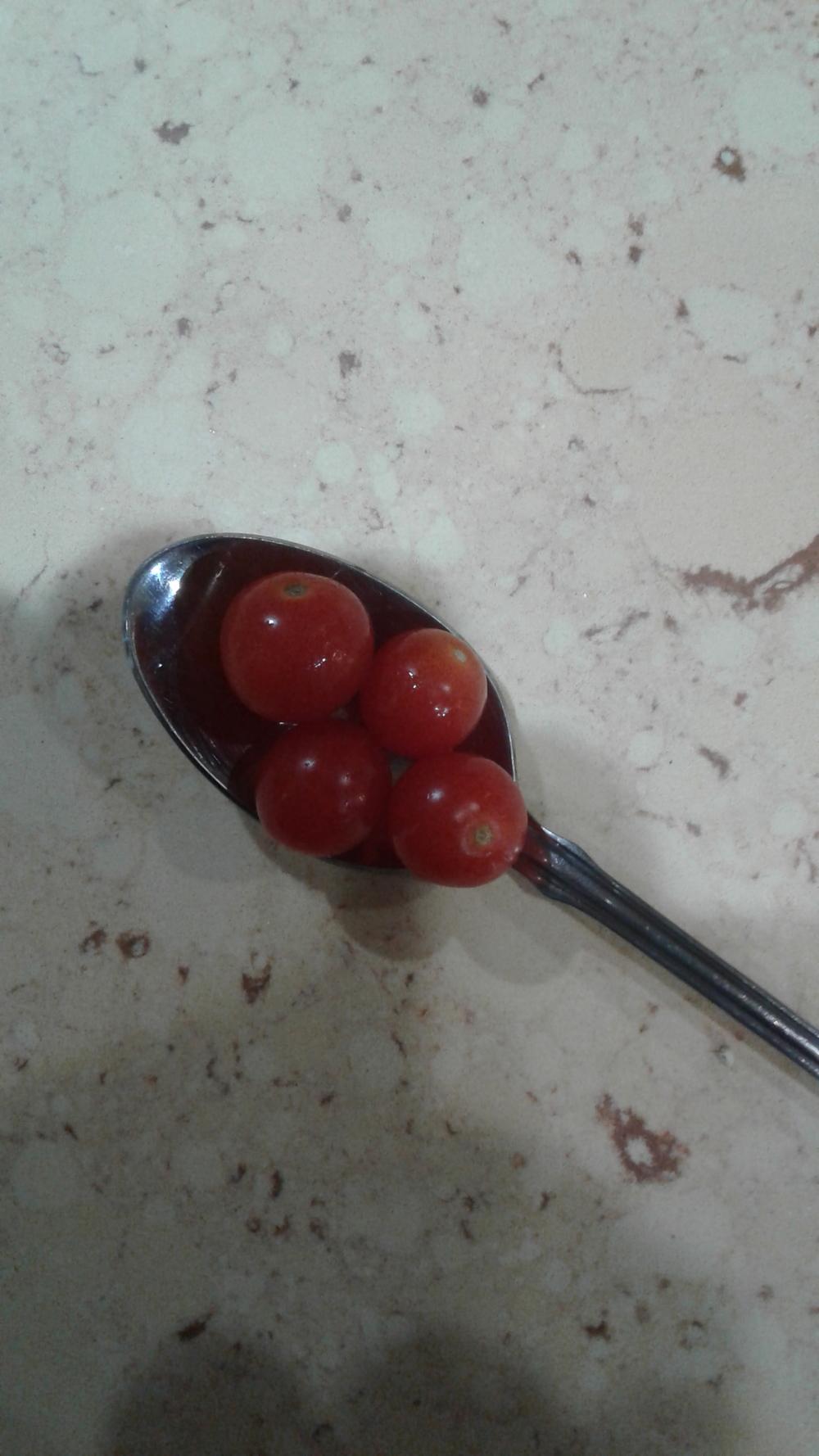 Photo of Cherry Tomato (Solanum lycopersicum 'Mexico Midget') uploaded by Arcadiaseeker