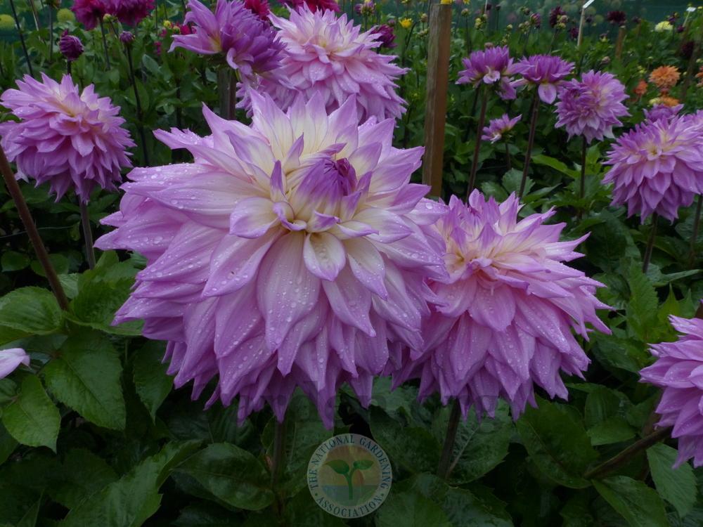 Photo of Dahlia 'Sir Alf Ramsey' uploaded by Galanthophile