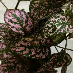 Location: Our apartment
Date: 2017-09-23
Closeup of the variegation on the leaves of my $2 plant bought fr