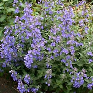 Photo of Catmint (Nepeta x faassenii 'Walker's Low') uploaded by Lalambchop1