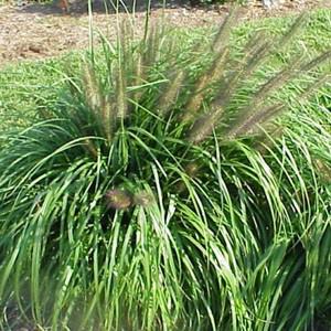 Photo of Fountain Grass (Cenchrus alopecuroides) uploaded by Lalambchop1