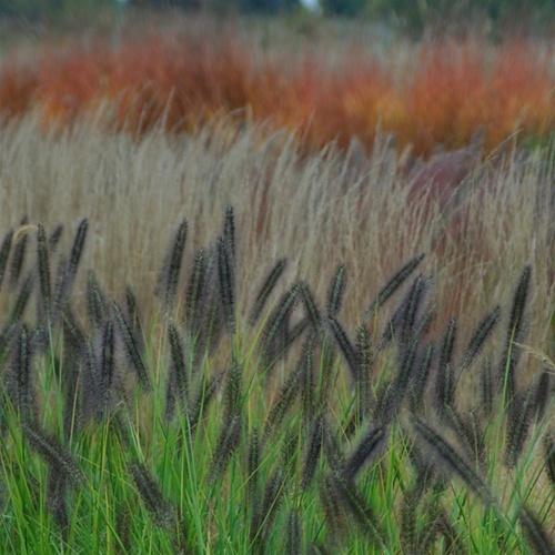 Photo of Fountain Grass (Cenchrus alopecuroides 'Red Head') uploaded by Lalambchop1