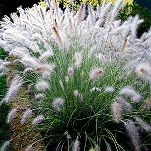 Photo of Fountain Grass (Cenchrus alopecuroides 'Hameln') uploaded by Lalambchop1