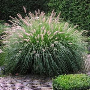 Photo of Fountain Grass (Cenchrus alopecuroides) uploaded by Lalambchop1