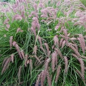 Photo of Oriental Fountain Grass (Cenchrus orientalis 'Karley Rose') uploaded by Lalambchop1