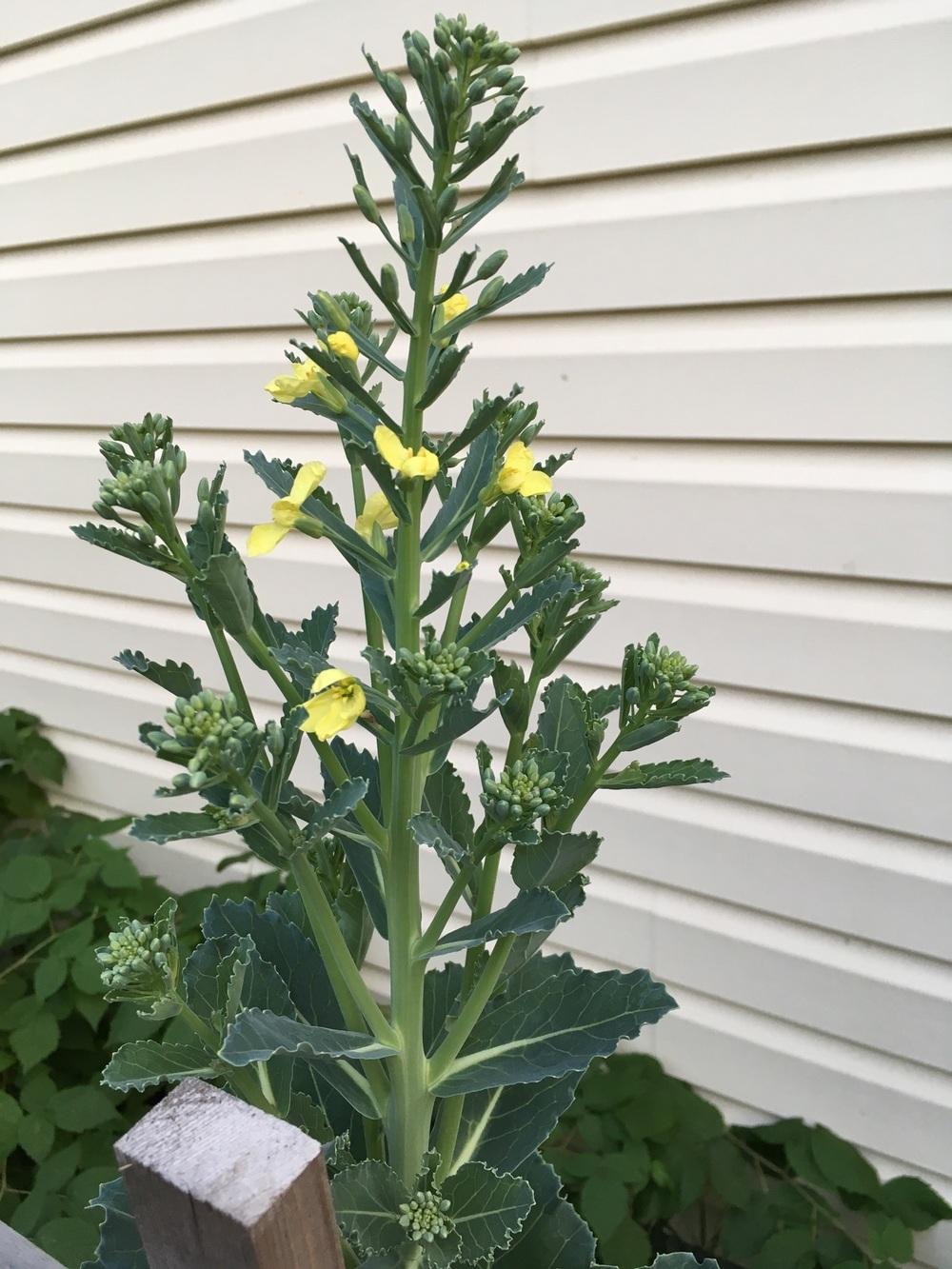 Photo of Flowering Kale (Brassica oleracea 'Kamome White') uploaded by Samlav