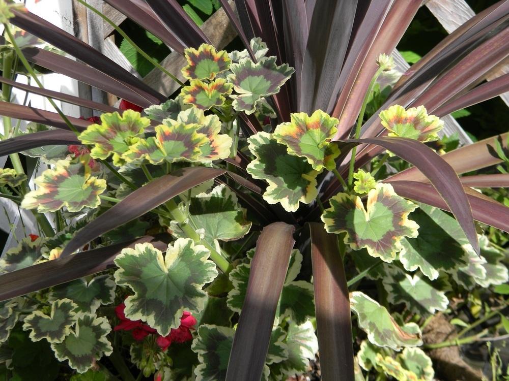 Photo of Zonal Geranium (Pelargonium x hortorum 'Mrs. Pollock') uploaded by SherriRaye