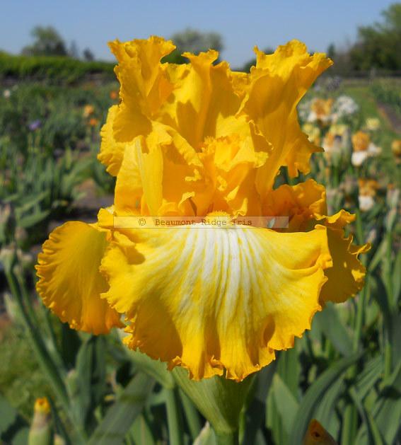 Photo of Tall Bearded Iris (Iris 'That's All Folks') uploaded by TBMan