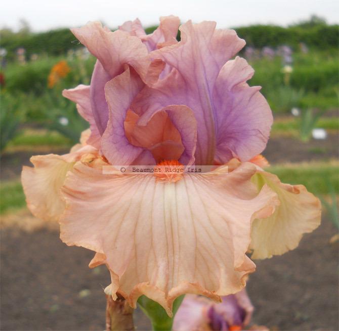 Photo of Tall Bearded Iris (Iris 'Broome Sunset') uploaded by TBMan