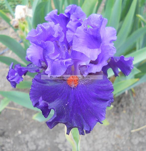 Photo of Tall Bearded Iris (Iris 'Lecture') uploaded by TBMan