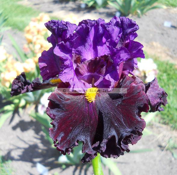 Photo of Tall Bearded Iris (Iris 'Naughty Nights') uploaded by TBMan