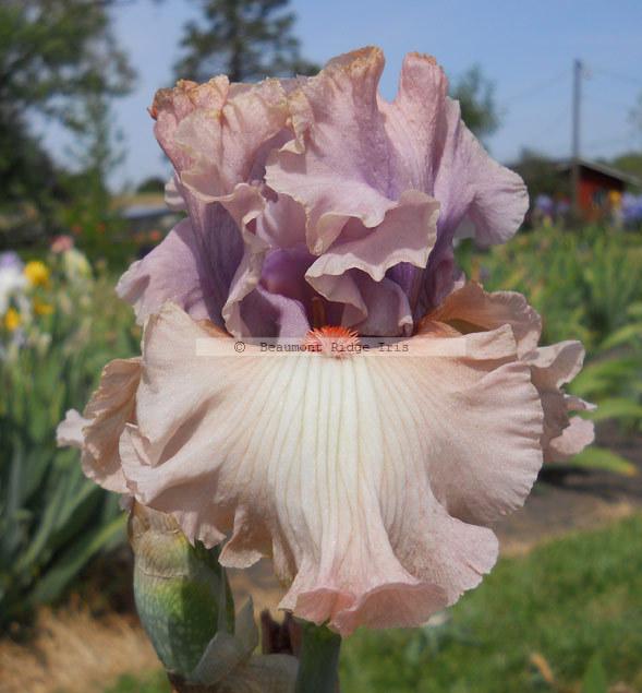 Photo of Tall Bearded Iris (Iris 'Bewitchment') uploaded by TBMan