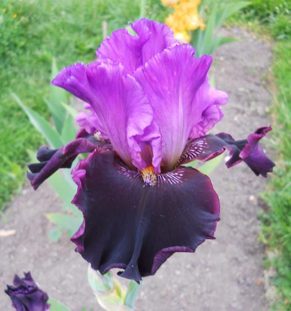 Photo of Tall Bearded Iris (Iris 'Made of Magic') uploaded by TBMan