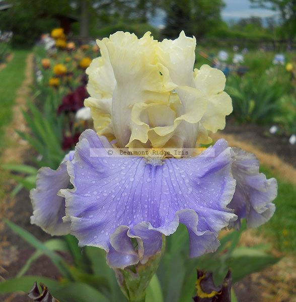 Photo of Tall Bearded Iris (Iris 'Bollywood') uploaded by TBMan