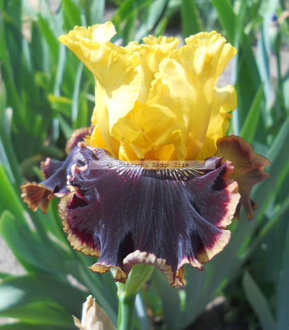 Photo of Tall Bearded Iris (Iris 'Indulgence') uploaded by TBMan