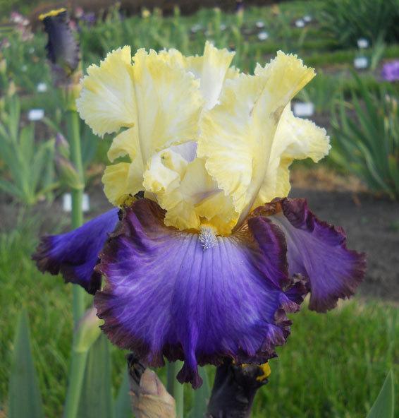 Photo of Tall Bearded Iris (Iris 'Adventurous') uploaded by TBMan