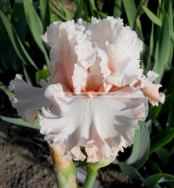 Photo of Tall Bearded Iris (Iris 'Hopeless Romantic') uploaded by TBMan
