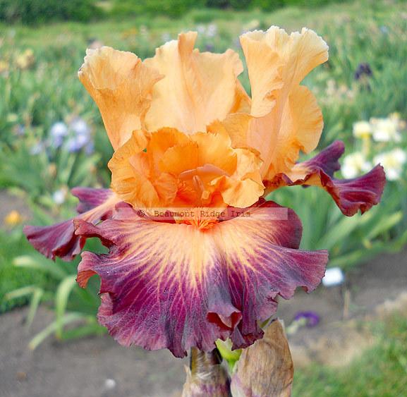 Photo of Tall Bearded Iris (Iris 'Brazilian Art') uploaded by TBMan