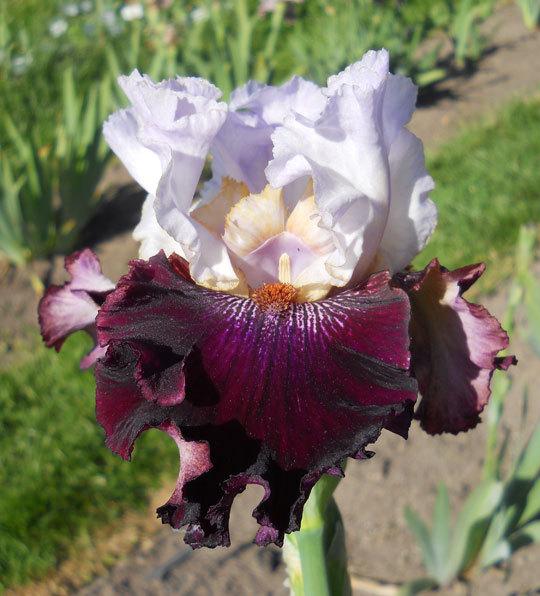 Photo of Tall Bearded Iris (Iris 'Kisses Like Wine') uploaded by TBMan