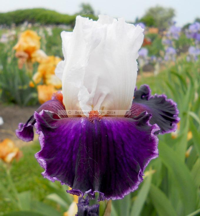 Photo of Tall Bearded Iris (Iris 'Applause Line') uploaded by TBMan