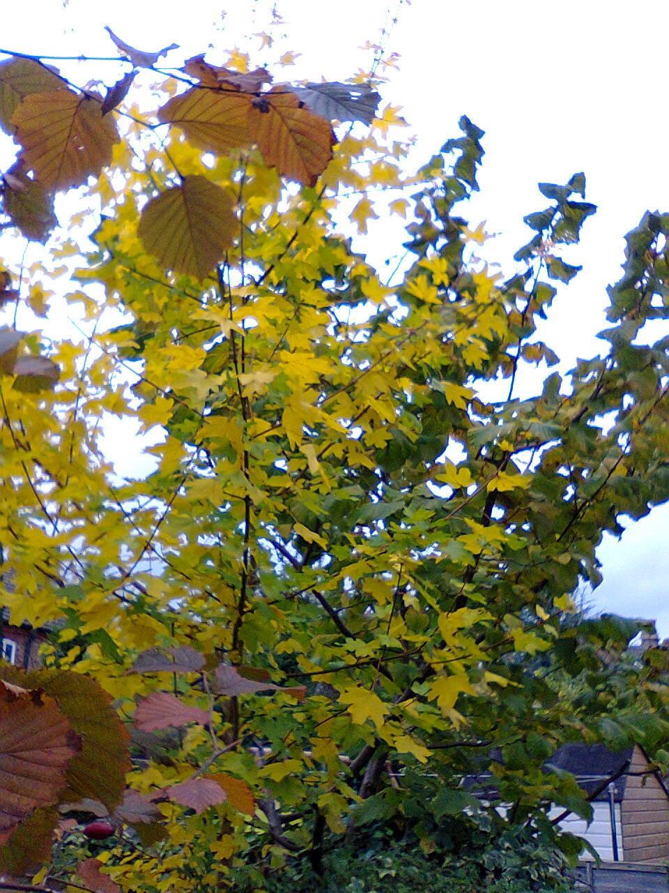 Photo of Field Maple (Acer campestre) uploaded by Yorkshirelass