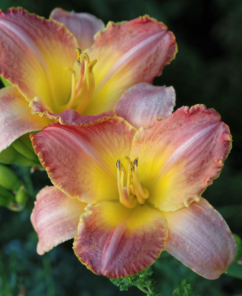 Photo of Daylily (Hemerocallis 'Country Melody') uploaded by dirtdorphins