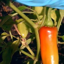 Location: raised bed
Date: 2017-09-24
Showing the beautiful hue of the pepper fruit.