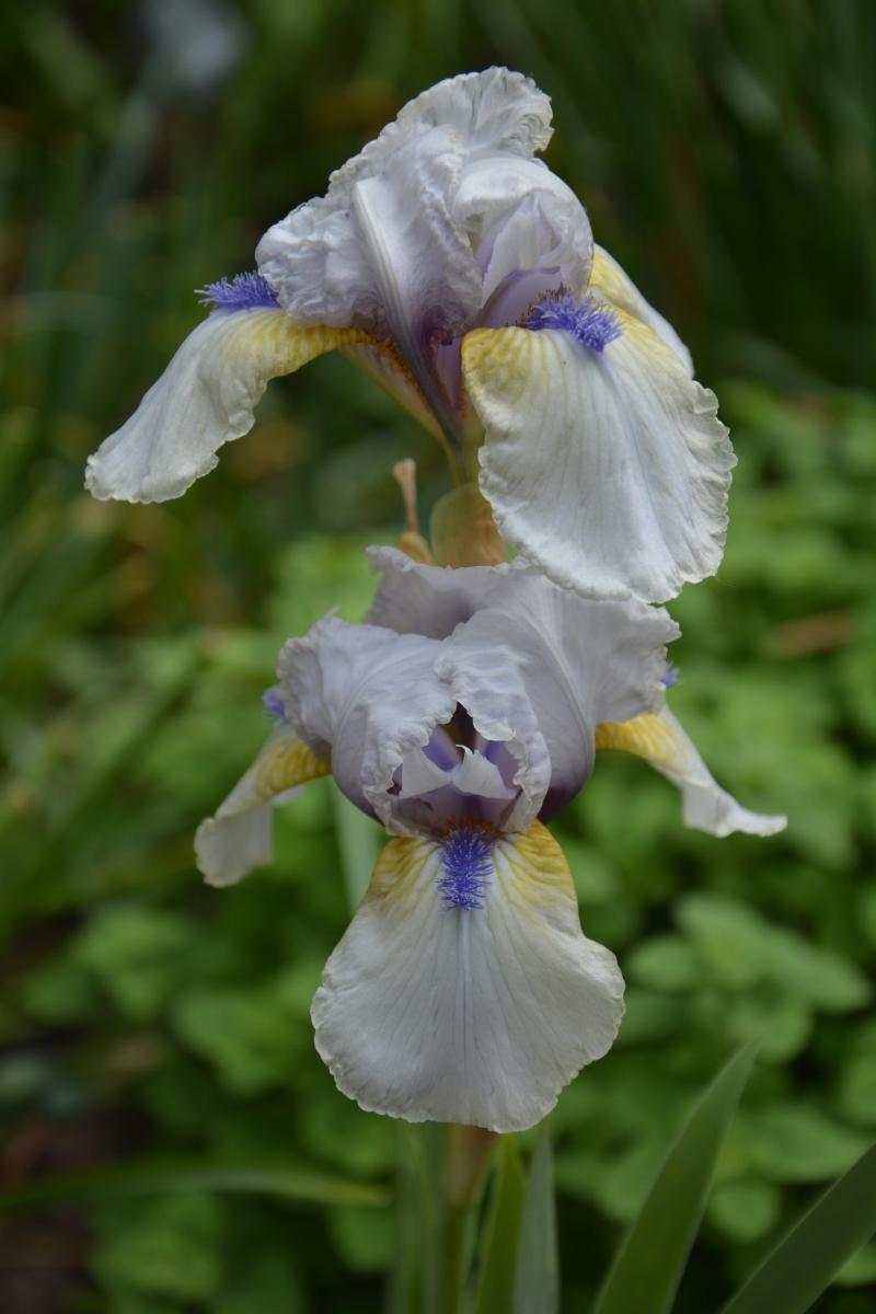 Photo of Intermediate Bearded Iris (Iris 'Tumwater') uploaded by queerbeet