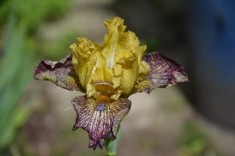 Photo of Intermediate Bearded Iris (Iris 'Petit Tigre') uploaded by queerbeet