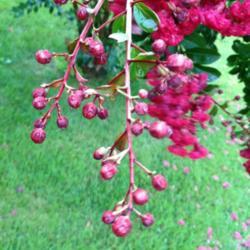 Location: In Mom's garden, Annandale, VA
Date: 2017-09-20
Small tree - 8' tall-very hardy