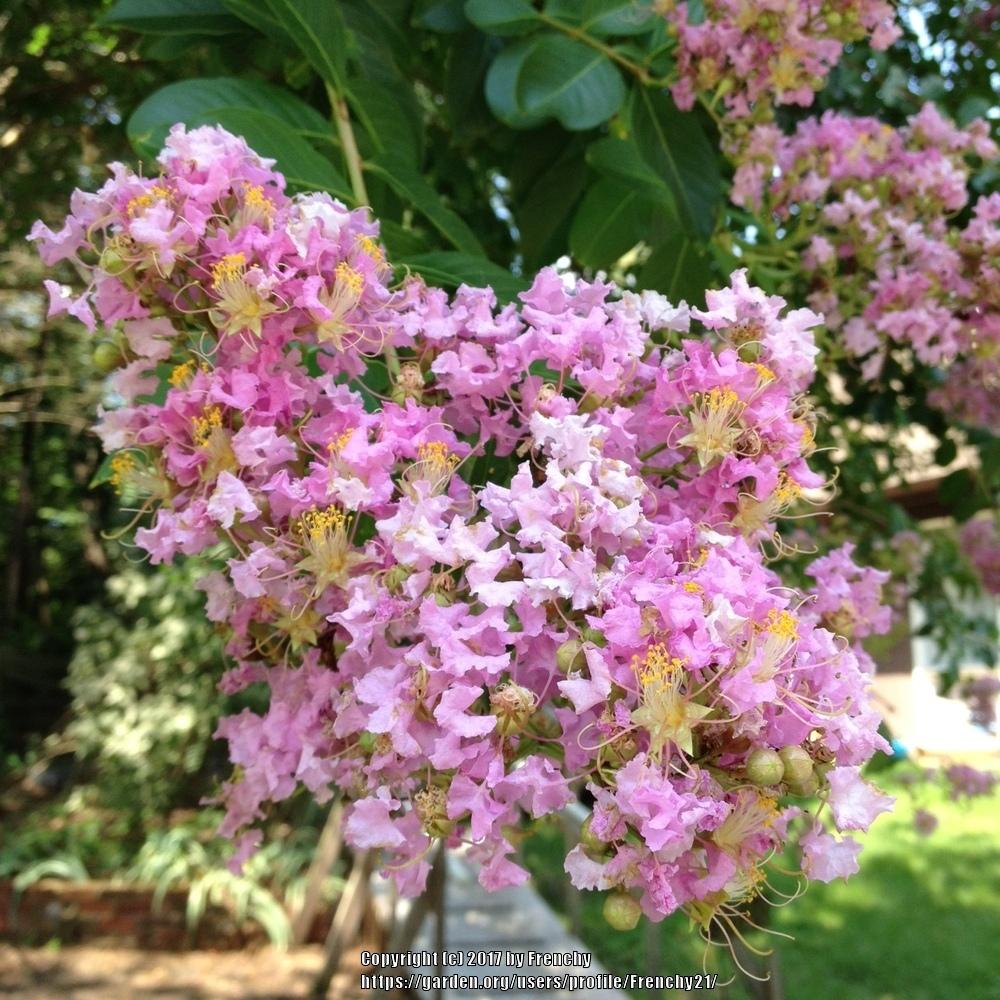 Photo of Crepe Myrtles (Lagerstroemia) uploaded by Frenchy21