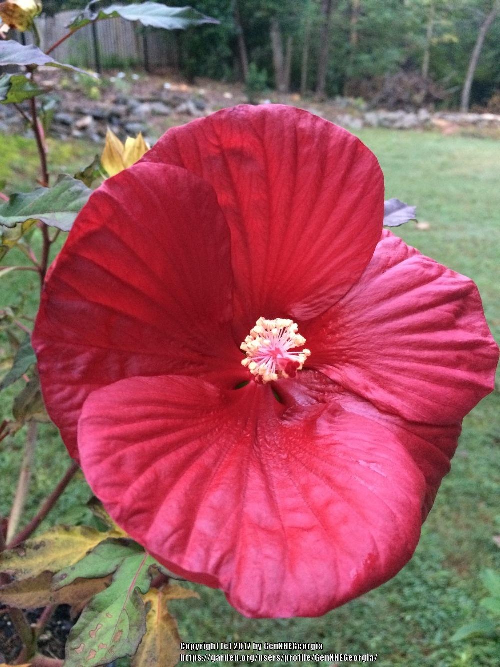 Photo of Hybrid Hardy Hibiscus (Hibiscus Summerific™ Cranberry Crush) uploaded by GenXNEGeorgia