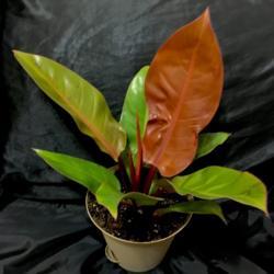 Location: Our apartment
Date: 2017-09-25
Fast-growing hybrid with beautiful leaf coloration!